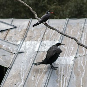 Inca Tern and Cormorant