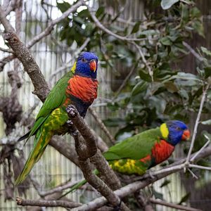Lorikeets
