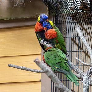 Lorikeets