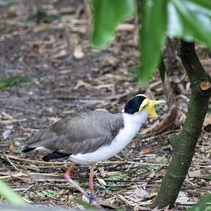 Masked Lapwings