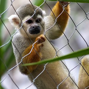Squirrel Monkey