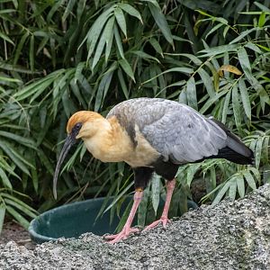 Black-faced Ibis