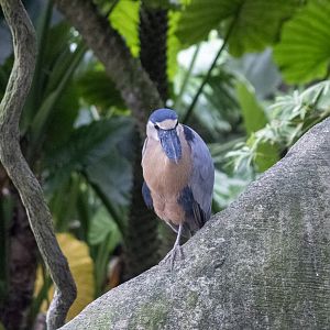Boat-billed Heron