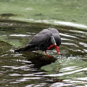 Inca Tern