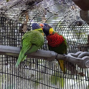 Lorikeets
