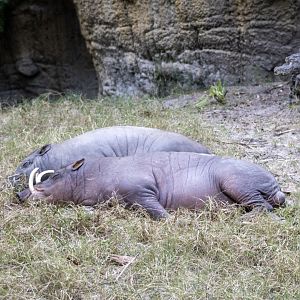 Babirusas