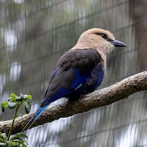 Blue-bellied Roller