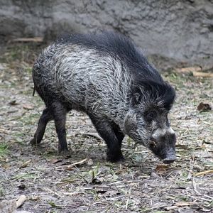 Warty Pig