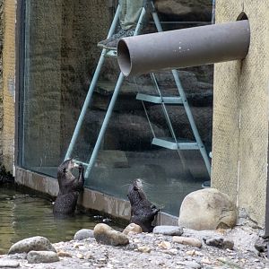 Asian Small-clawed Otter