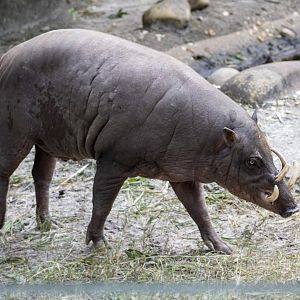 Babirusa