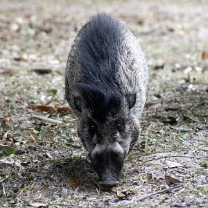 Warty Pig