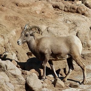 Desert Bighorn Sheep (Ovis canadensis nelsoni) female
