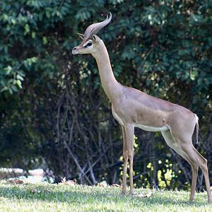 Southern Gerenuk (Litocranius walleri walleri)