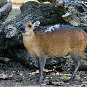 Red-Flanked Duiker (Cephalophus rufilatus)