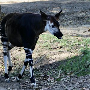 Okapi (Okapia johnstoni)