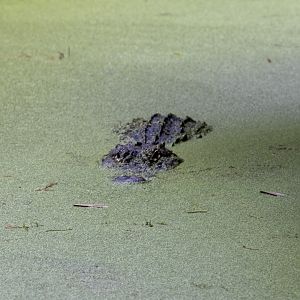 American Alligator