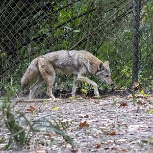 Coyote