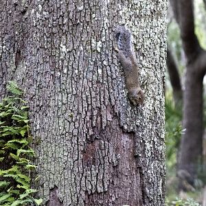 Grey Squirrel