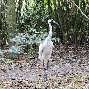 Whooping Crane