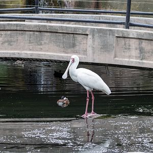 African Spoonbill and Ruddy Duck