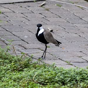 Spur-winged Lapwing