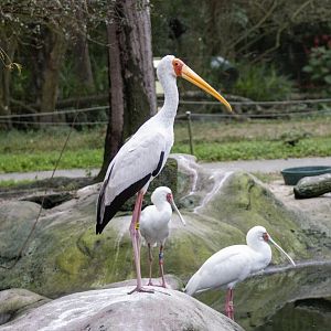 Yellow-billed Stork and African Spoonbills