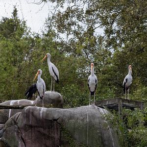Yellow-billed Storks