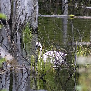 Trumpeter Swan