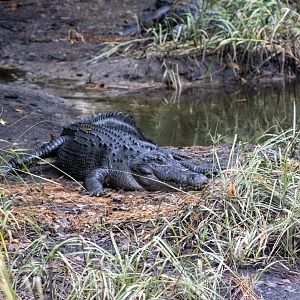 American Alligator