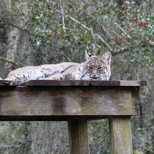 Bobcat