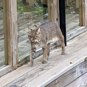 Bobcat