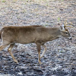 Whitetail Deer