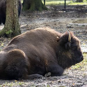 Bison