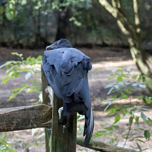 Black Vulture