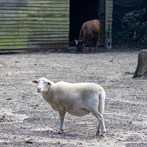 Domestic Sheep