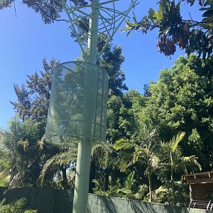 Orangutan Development