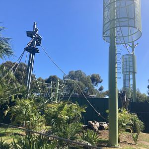 Orangutan Development