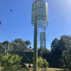 Orangutan Development