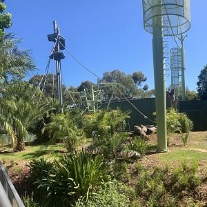 Orangutan Development