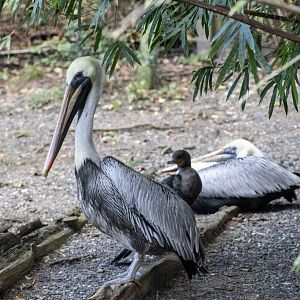 Brown Pelican