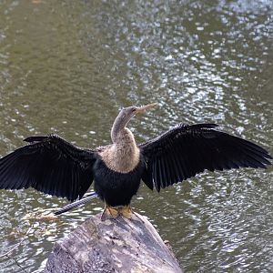 Anhinga