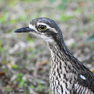 Bush Stone-Curlew
