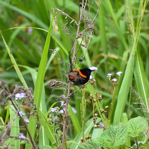 Red-backed Fairywren