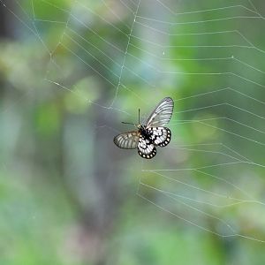 Glasswing in spider's web