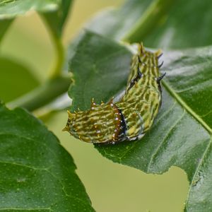 Orchard Swallowtail caterpillar