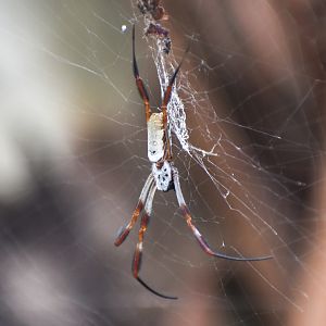 Australian Golden Orbweaver