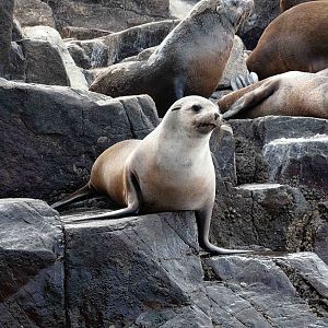 Australian Fur Seal