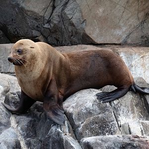 Australian Fur Seal