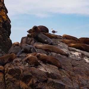 Australian Fur Seals