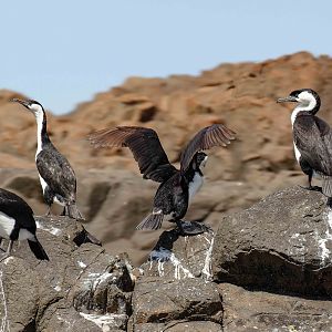Black-faced Cormorant